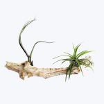 Air Plant