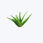 Aloe Vera (Ghritkumari)