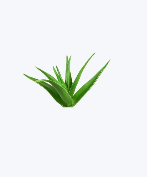 Aloe Vera or Ghritkumari Aloe Vera or Ghritkumari
