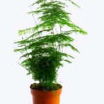 Asparagus Plumosus