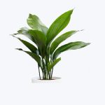 Aspidistra Elatior