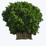 Banyan