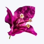 Bougainvillea