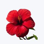 China Rose