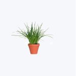 Citronella Grass or Lemon Grass