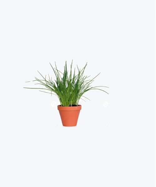 Citronella Grass or Lemon Grass Citronella Grass or Lemon Grass