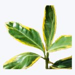 Euonymus Japonica