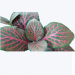 Fittonia