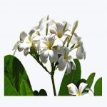 Frangipani