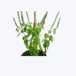 Holy Basil or Tulsi