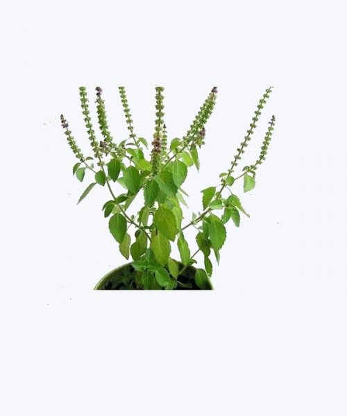 Holy Basil or Tulsi Holy Basil or Tulsi