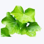 Ivy (Hedera Helix)