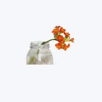 Kalanchoe