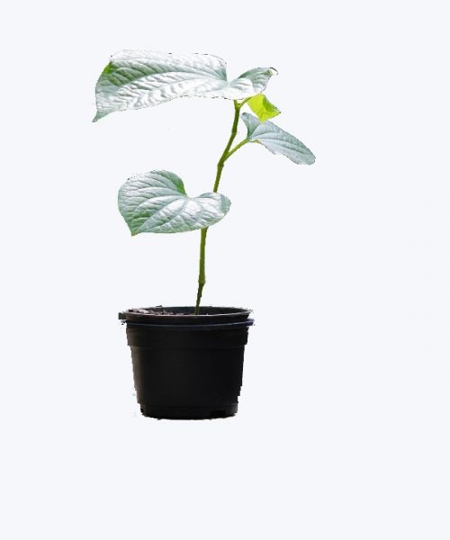 Long Pepper or Pippali Long Pepper or Pippali