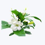 Murraya Paniculata