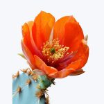Opuntia Splendens