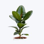 Rubber Plant
