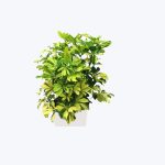 Schefflera Arboricola
