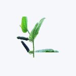 Water Hyssop (Brahmi)