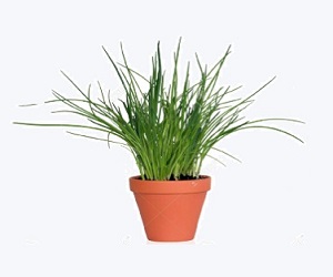 herbal plants, medical plants, herbal plants gardening herbal plants, medical plants, herbal plants gardening