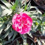 Carnation Flower