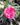 Carnation