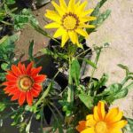 Gazania Flower