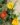 Gazania