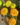 Marigold
