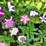 Petunia Flower