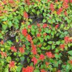Salvia Flower