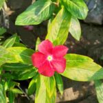 Vinca Flower