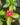 Vinca
