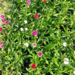 Dianthus Flower