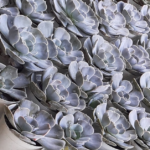 An indoor succulent