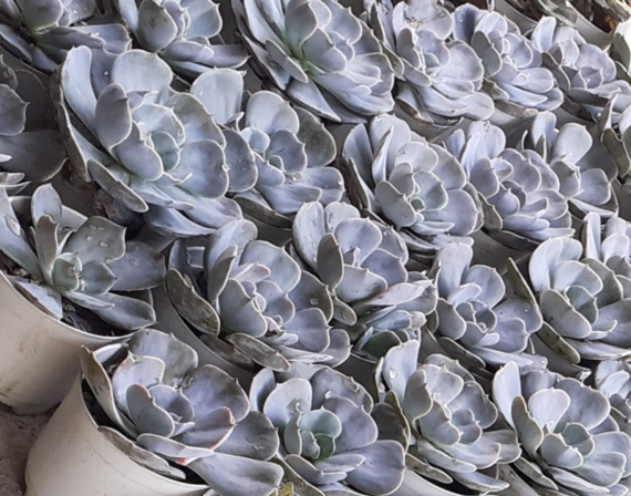 An indoor succulent