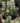 crassula perforata1